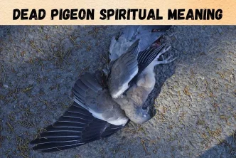 Dead Dove Meaning