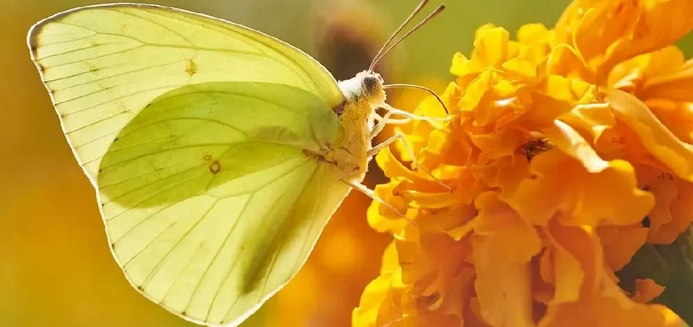 Yellow Butterfly Meaning