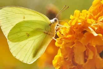 Yellow Butterfly Meaning